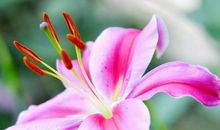 我和百合花的故事