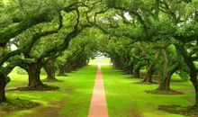 家乡路边的树又长了