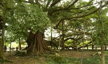 我和榕树的故事