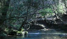 伴我成长的溪流