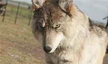 厚重的母爱——读《人和狼》有感