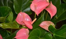 美丽的红掌花