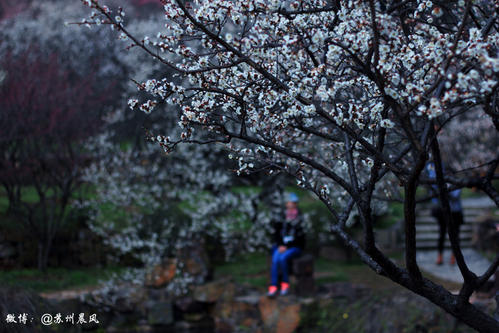 3月，享受梅花