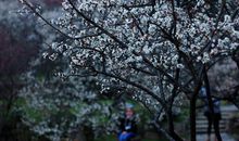 三月，赏梅去