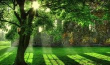 我家旁边的一棵树