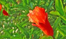 火红的石榴作文