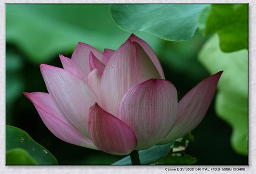 这是一个莲花