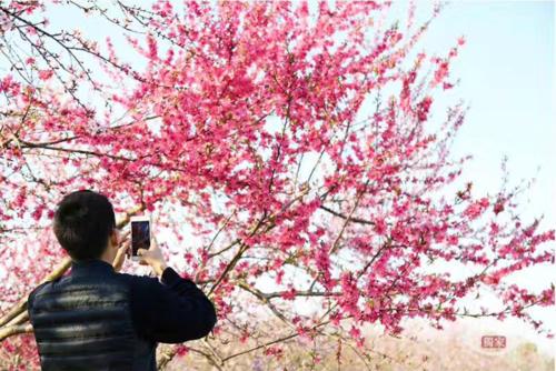 阳春3月桃花