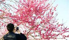 阳春三月桃花约