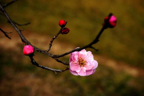 这是一个梅花