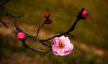 又是梅花飘香时