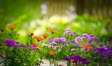 那年春天，春暖花开作文