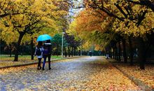 校园冬天的落叶