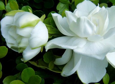 这是一个栀子花