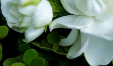 又是栀子花飘香时