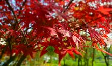 科技小论文——枫叶为什么会变红