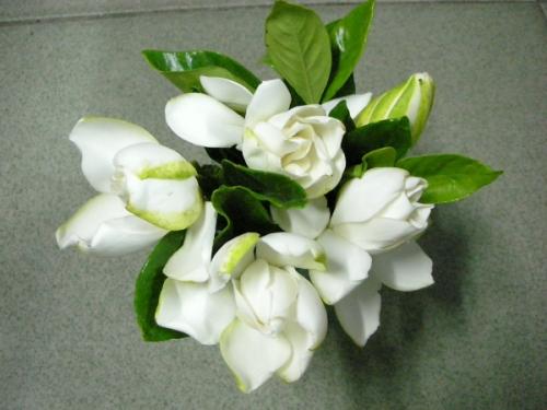 去看栀子花