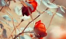 令人感动的生命