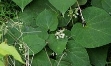 有一种生命叫“顽强”