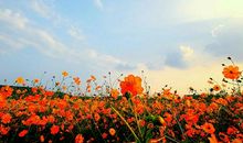 绽放在心底的美丽