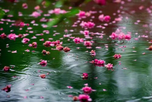 瀑布花
