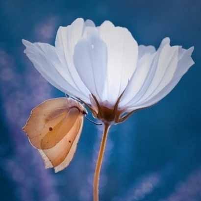 生命的力量不是来自