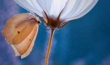 生命的力量在于不顺从