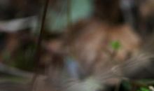 把心开成一朵花