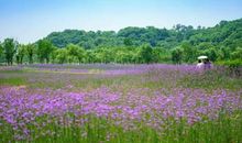 当草的花期来临