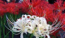 彼岸的笑比花美