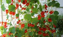 阳台上的旱莲花