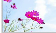 在我心中你是最美的