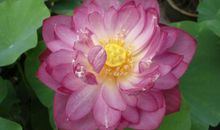 盛开在心间的爱