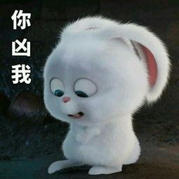 我的爱宠物