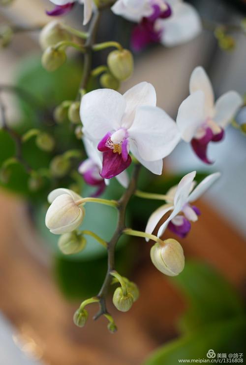冬季花季节