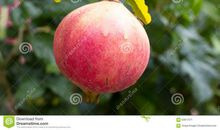 又是石榴成熟时