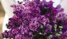 藏在紫色瓷杯里的爱