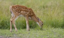 小鹿吃过的萩花读后感