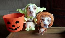 被雨淋湿的中秋节