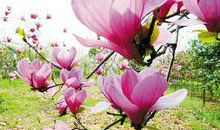 又是玉兰花开时