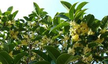 藏在桂花树中的快乐