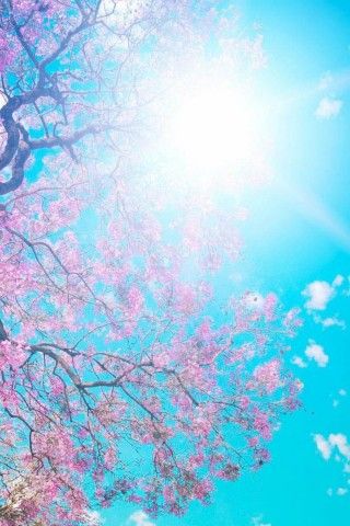 梦幻般的樱桃树