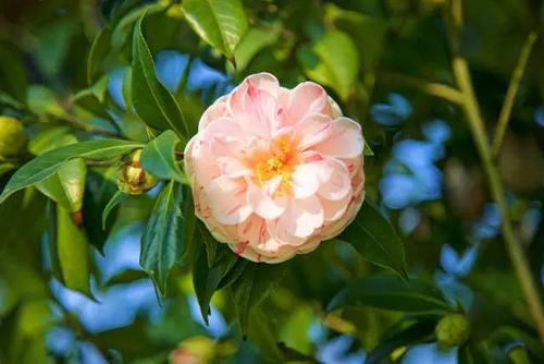 山茶花在心里