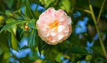 开在心中的茶花