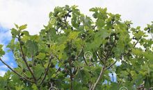 记忆中的的无花果树