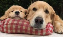 有其父必有其子