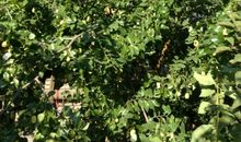 菜园里的大枣树读后感