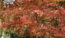 枫叶飘落的季节