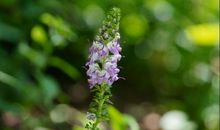 倾听物候的声音