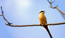 鸟儿还是待在树上好看读后感